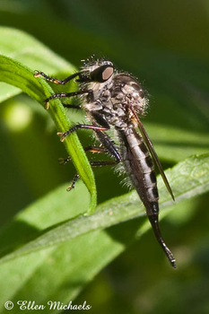 Robber Fly - Efferia aestuans