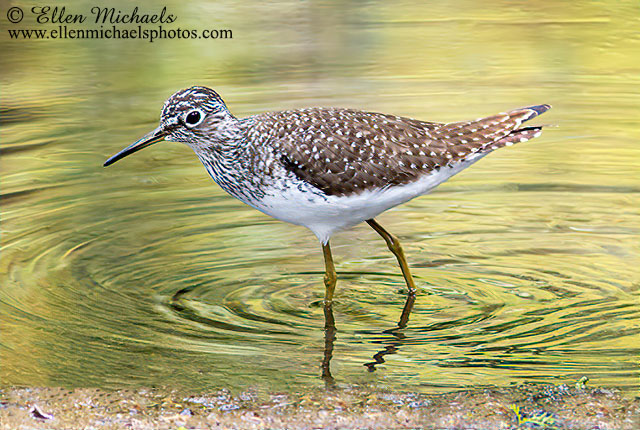 Solitary Sandpiper