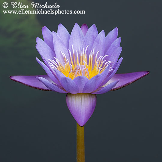 Purple Water Lily - Nymphaeaceae
