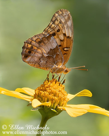 Variegated Fritillary - Euptoieta claudia