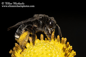 Two-spotted Longhorn Bee - Melissodes bimaculatus