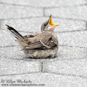 Northern Mockingbird