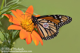 Tagged Monarch Butterfly