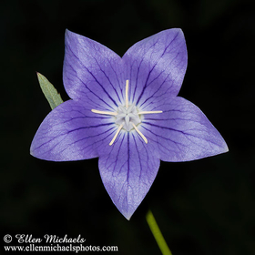 Balloon Flower - Platycodon grandiflorus