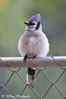 Blue Jay