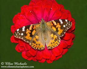 Painted Lady - Vanessa cardui