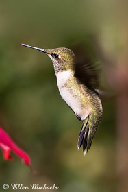 Ruby-throated Hummingbird