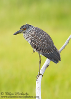 Black-crowned Night-Heron