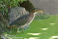 Green Heron