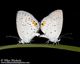 Eastern Tailed-Blue - Cupido comyntas