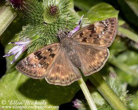 Horace's Duskywing - Erynnis Horatius