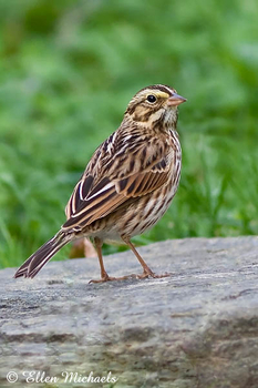 Savannah Sparrow