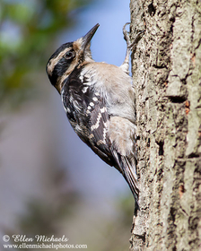 Hairy Woodpecker
