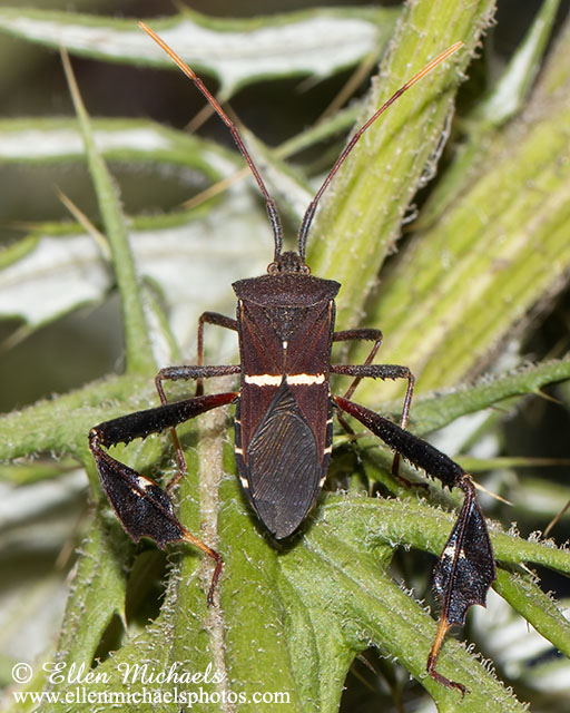Eastern Leaf-footed Bug - Leptoglossus phyllopus