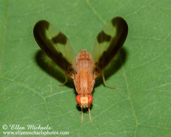 Antlered Flutter Fly - Toxonevra superba