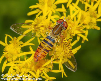 Maize Calligrapher - Toxomerus politus