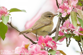 Philadelphia Vireo