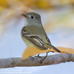 Hammond's Flycatcher