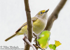 White-eyed Vireo