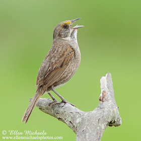 Seaside Sparrow