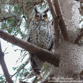 Long-eared Owl