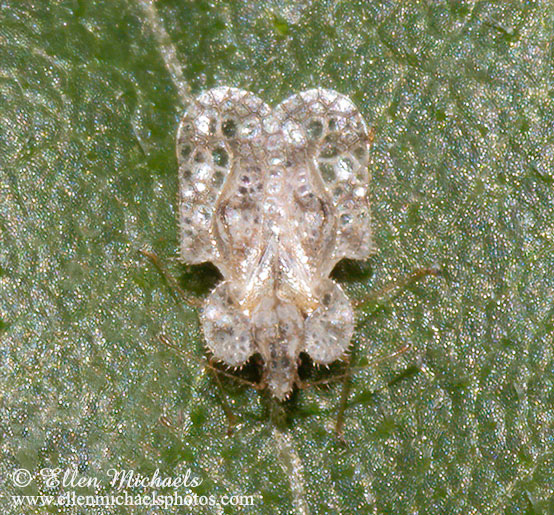 Lace Bug - Corythucha
