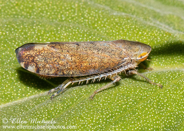 Privet Leafhopper - Fieberiella florii