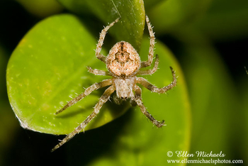 Orb Weaver - Eustala cepina