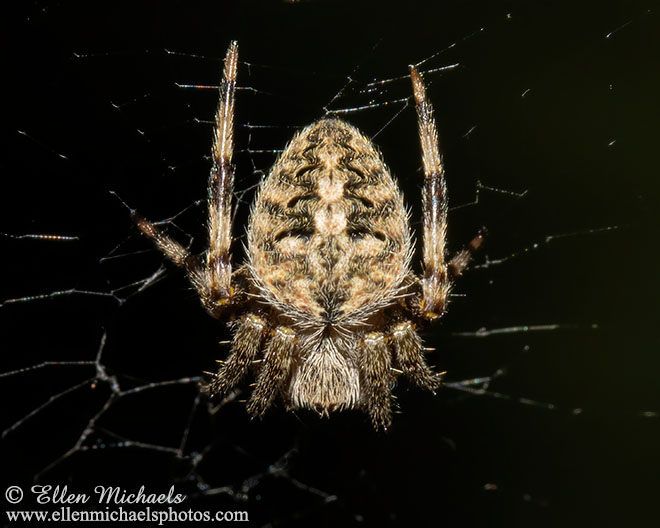 Orb Weaver - Neoscona