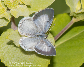 Summer Azure - Celastrina neglecta