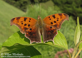 Question Mark Butterfly - Polygonia interrogationis