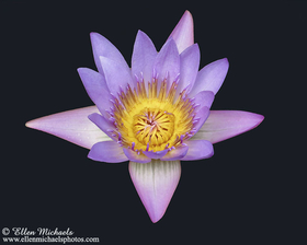Water Lily - Nymphaeaceae