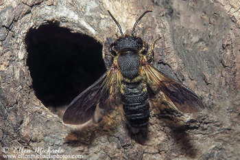 Sculptured Resin Bee - Megachile sculpturalis