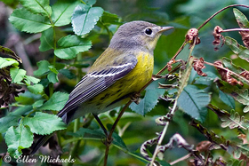 Magnolia Warbler