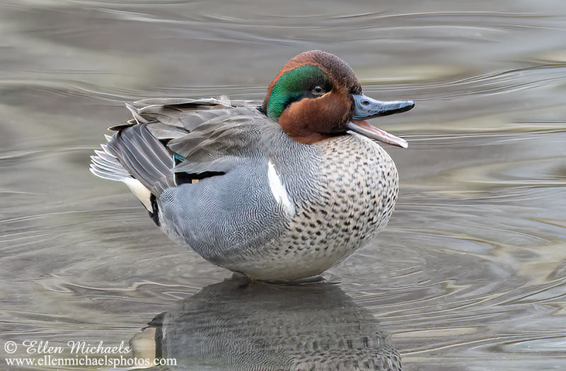 Green-winged Teal