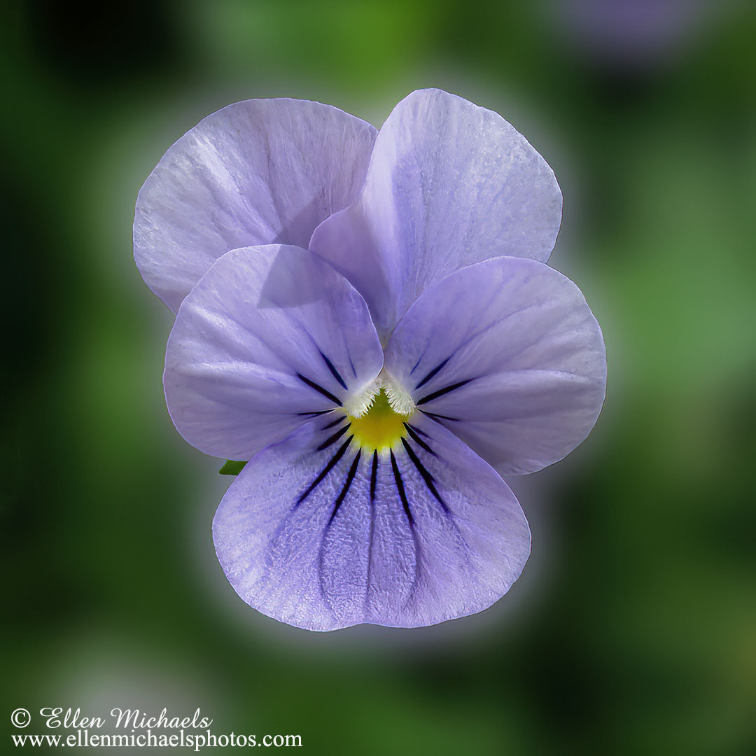 Wild Pansy - Viola tricolor