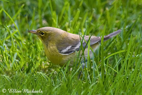 Pine Warbler