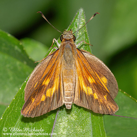 Broad-winged Skipper - Poanes Viator