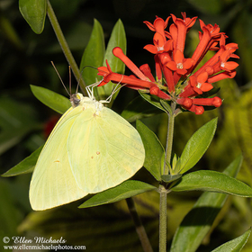 Cloudless Sulphur - Phoebis sennae