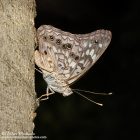 Hackberry Emperor - Asterocampa celtis