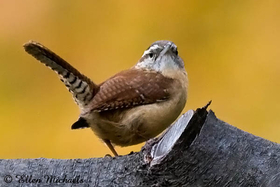 Carolina Wren