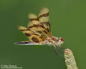Halloween Pennant - Celithemis eponina