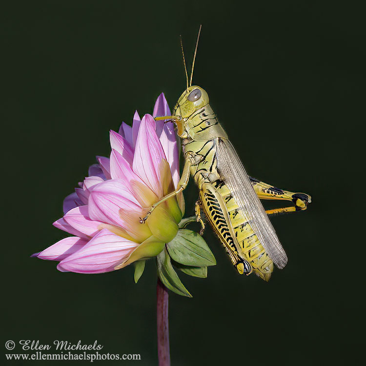 Differential Grasshopper - Melanoplus differentialis
