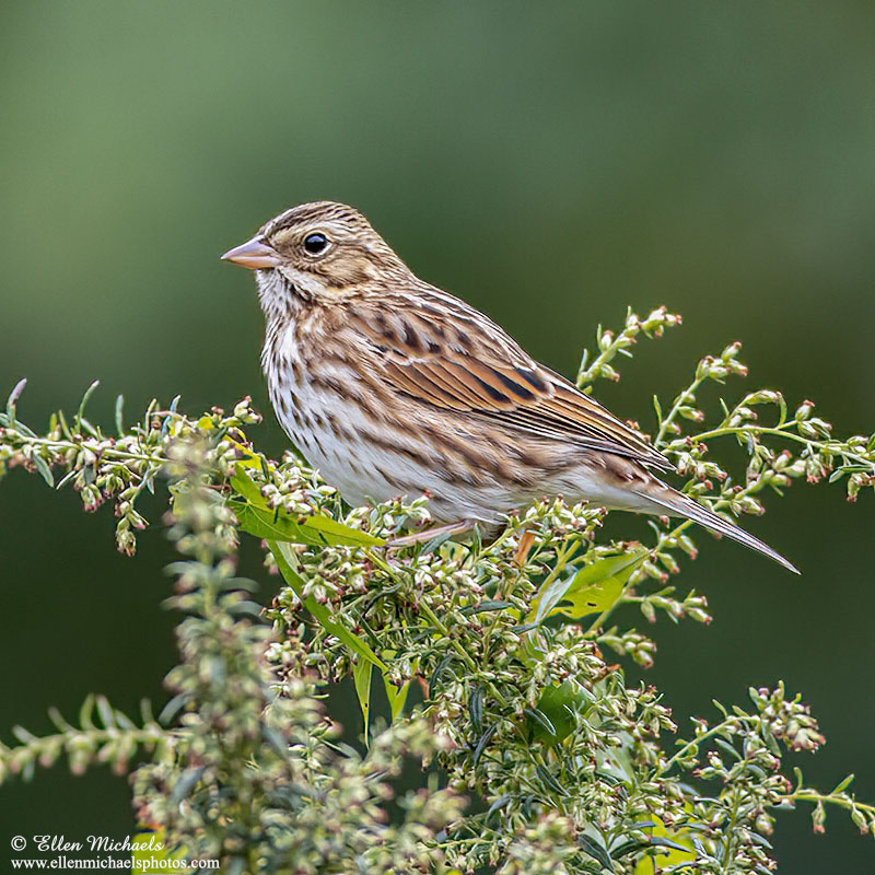 Savannah Sparrow