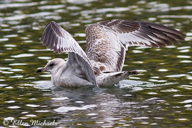 Ring-billed Gull (juvenile)