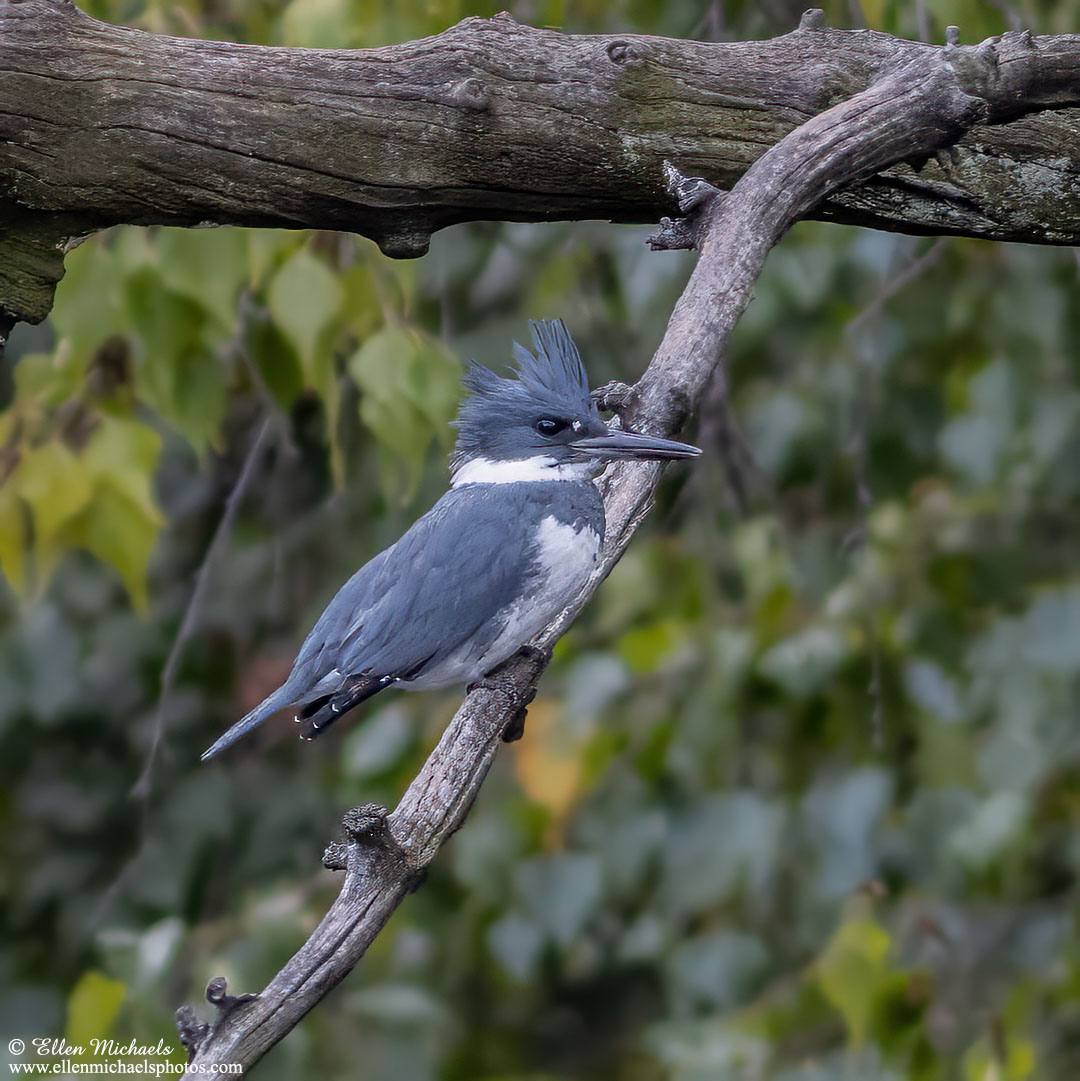 Belted Kingfisher