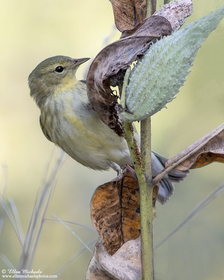 Blackpoll Warbler