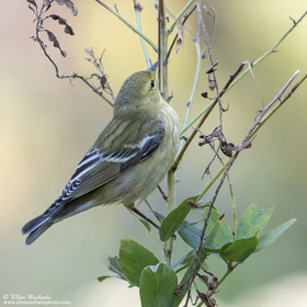 Blackpoll Warbler