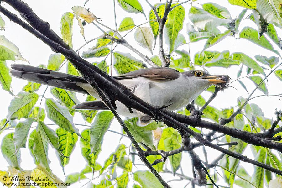 Yellow-billed Cuckoo