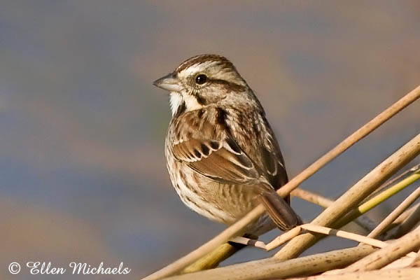 Song Sparrow